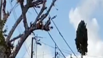 Sicarios balean a repartidor de tortas que sufrió un ataque de pánico.