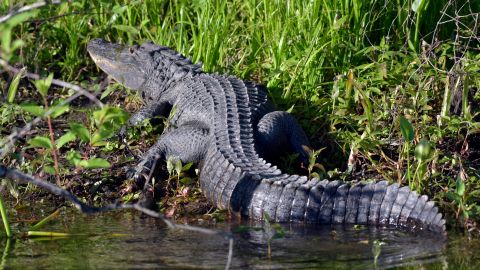 Caimanes en Florida