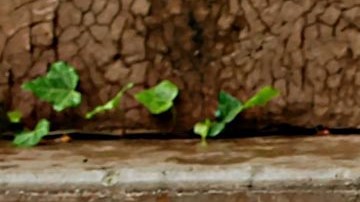 El pequeño se encuentra en custodia temporal en el Departamento de Servicios Humanos de Salud.