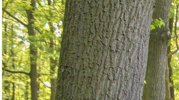 El vehículo donde viajaba la pareja se incendió al momento del impacto.