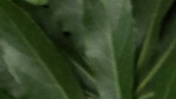 David y Victoria Beckham