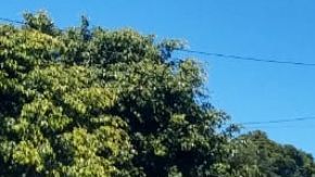 Ejecutan a pareja de abuelitos en comunidad de Hidalgo