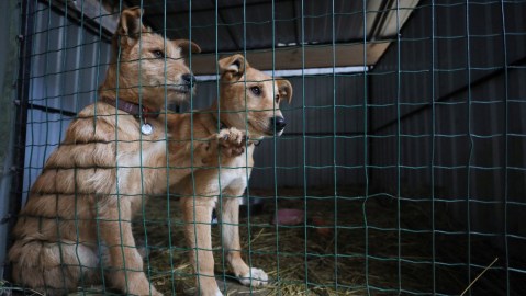 Petco dona $1 millón de dólares a familias ucranianas con mascotas