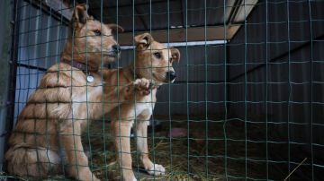 Petco dona $1 millón de dólares a familias ucranianas con mascotas