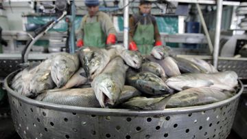 Sin bacalao ni cangrejo: el negocio de mariscos en EE.UU. se prepara para escasez de pescado tras las sanciones a Rusia