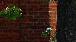 Tiroteo Memphis Tennessee Whitehaven