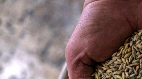 Agricultores analizan cultivar trigo para subirse a la ola de precios altos tras la invasión de Rusia a Ucrania