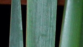 Alfredo Adame termina su relación con Magaly Chávez por 'caprichuda’