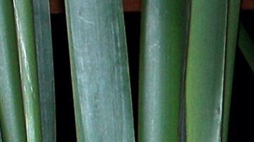 Alfredo Adame y su novia Magaly Chávez en la inauguración de la clínica dental Sonrisa Perfecta.