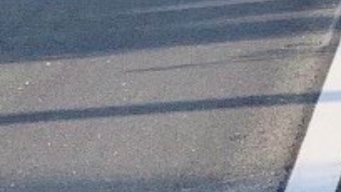 Un caimán de 11 pies paseando por la carretera 417 en Florida.