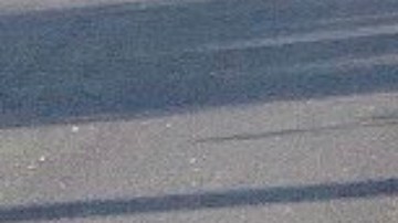 Un caimán de 11 pies paseando por la carretera 417 en Florida.