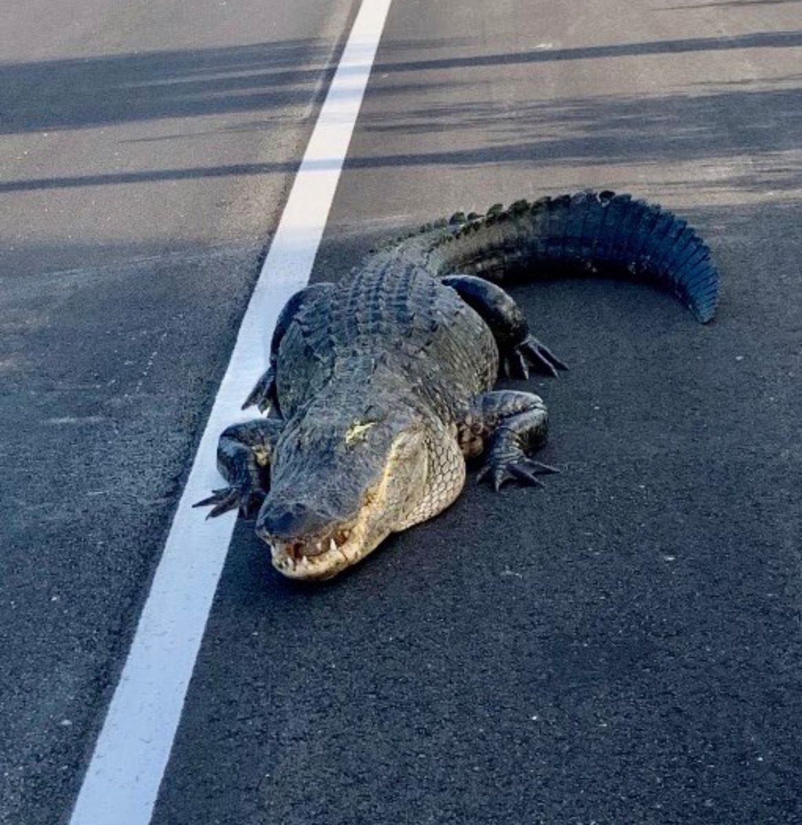 Piden auxilio: un caimán de 11 pies bloqueó una carretera en Florida - La  Opinión