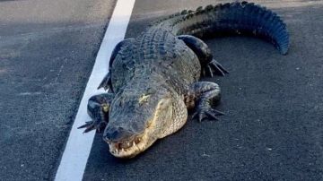 Un caimán de 11 pies paseando por la carretera 417 en Florida.