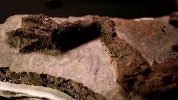 El increíble hallazgo del "primer fósil de dinosaurio vinculado al asteroide que causó su extinción"