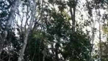 Tren Maya: un juez mexicano paraliza la construcción de un tramo de la polémica infraestructura, uno de los proyectos emblemáticos de AMLO