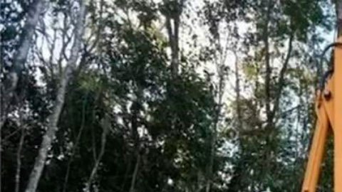 Tren Maya: un juez mexicano paraliza la construcción de un tramo de la polémica infraestructura, uno de los proyectos emblemáticos de AMLO