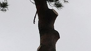 Podador de árboles