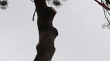 Podador de árboles