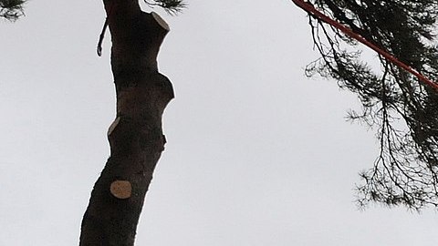 Podador de árboles