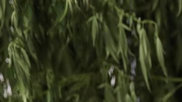 México defiende posición en demanda contra fabricantes de armas EE.UU.