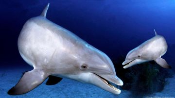 Rusia utiliza delfines militares entrenados para proteger su base naval en el Mar Negro, según fotos satelitales