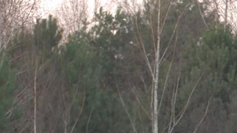 Algo “misterioso” ocurre en los bosques fronterizos con Ucrania: Bielorrusia