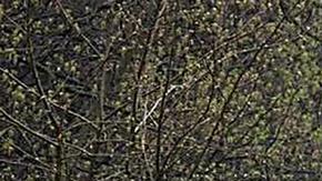 Canadá enviará artillería pesada a Ucrania para combatir a Rusia