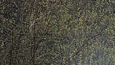 Canadá enviará artillería pesada a Ucrania para combatir a Rusia