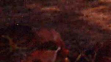 El caso Melissa Lucio: lucha contra reloj frente a la pena de muerte