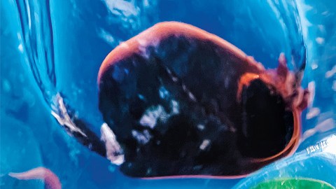 "Sea Glass", la fotografía ganadora del argentino Guido Cassanelli.