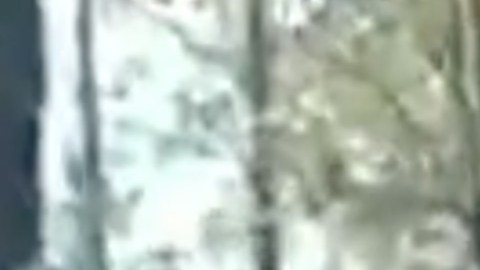 Captan balacera entre el Cártel de Sinaloa y el de la Línea en  Chihuahua.