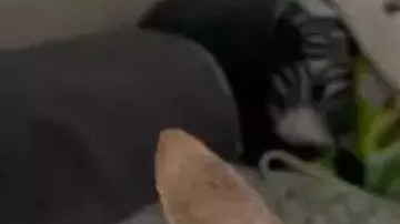 Con 21 años perro Chihuahua rompe el récord Guinness de longevidad; su dueña revela cuál es su secreto