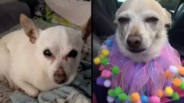 Con 21 años perro Chihuahua rompe el récord Guinness de longevidad; su dueña revela cuál es su secreto