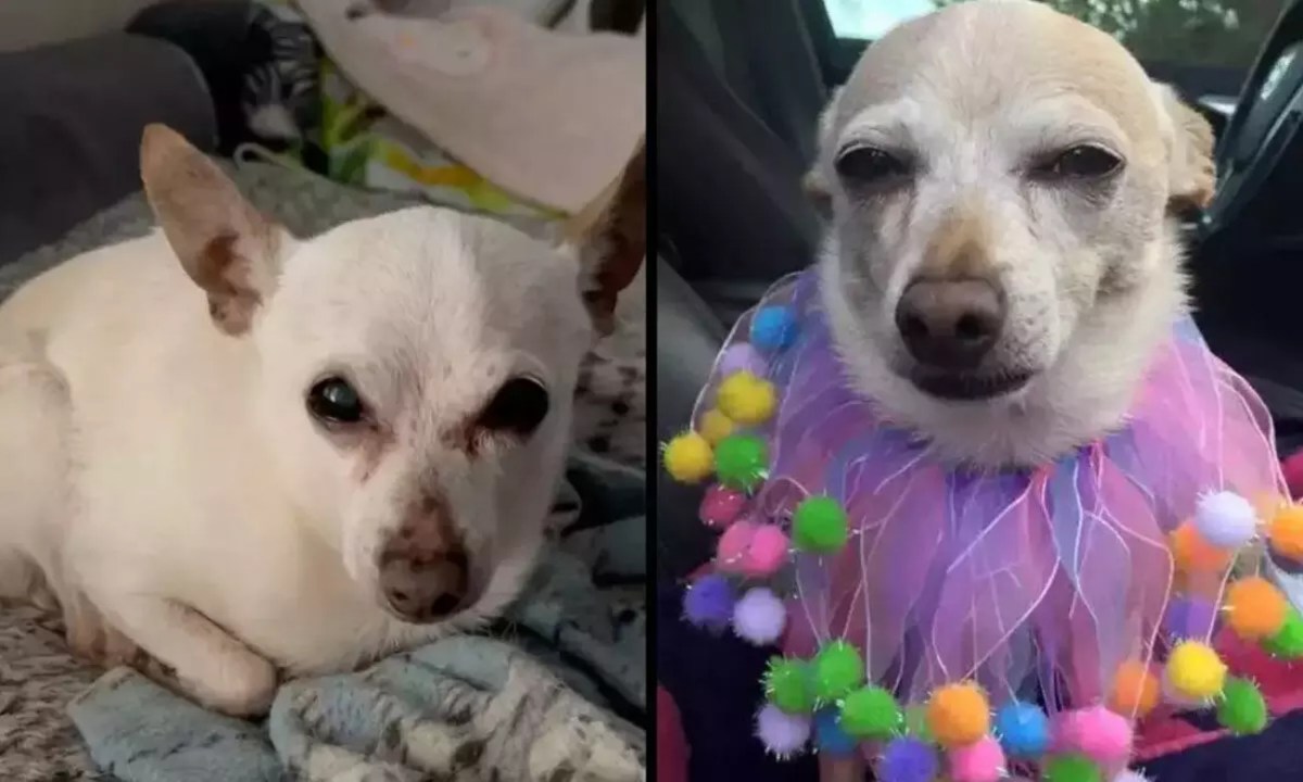 Con 21 Años Perro Chihuahua Rompe El Récord Guinness De Longevidad Su Dueña Revela Cuál Es Su 8552