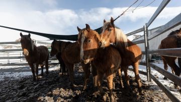 Enfermedad desconocida y altamente contagiosa mata a 85 caballos salvajes en corrales de Colorado