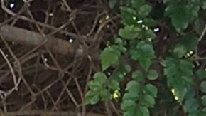 La concejal Eunisses Hernández decepciona a la comunidad guatemalteca de su distrito. (Cortesía)