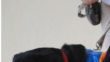 Tanto Uber como Lyft explicaron que los conductores tienen la obligación de admitir a los animales de servicio.