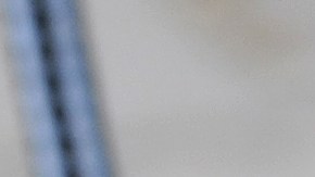 Pitbull dogs bark during the Prague Pitbull show on June 19, 2010 in the capital city. AFP PHOTO /MICHAL CIZEK (Photo credit should read MICHAL CIZEK/AFP via Getty Images)