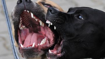 Pitbull dogs bark during the Prague Pitbull show on June 19, 2010 in the capital city. AFP PHOTO /MICHAL CIZEK (Photo credit should read MICHAL CIZEK/AFP via Getty Images)