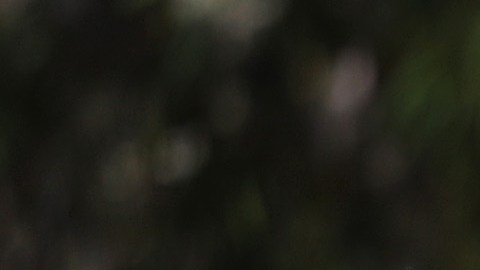Acusan a exempleado de Patrulla Fronteriza de golpear en la cara a inmigrante