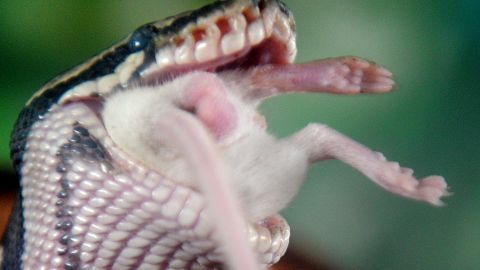 VIDEO: Hombre en California encuentra serpiente rata gigante debajo de la almohada del sofá