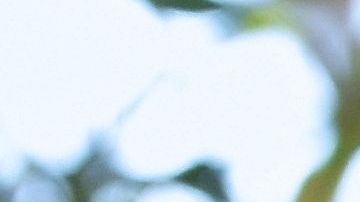 Salvador Cabañas recibió un disparo en la cabeza en el 2010.