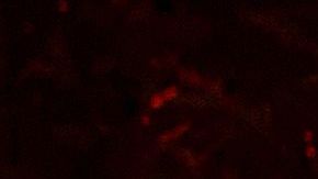 Incendios en Nuevo México