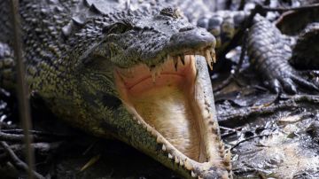 VIDEO: Turistas se topan con un cocodrilo mientras nadaban en cenote de Tulum, México