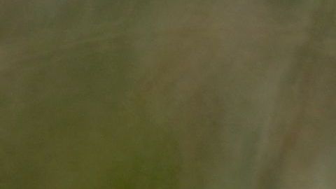 FOTO: Avistan en Colorado a venado con extrañas y gigantes verrugas; autoridades niegan que sea una enfermedad grave