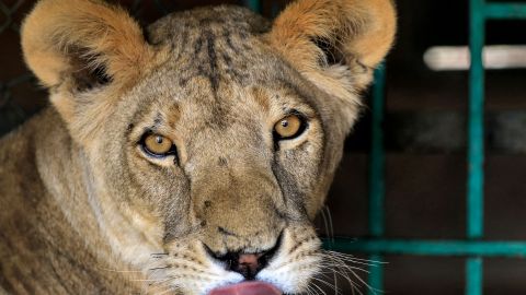 FOTO: Hallan a cachorro de león africano deambulando en calles de México