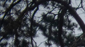 Rusos abandonan el área de Kiev