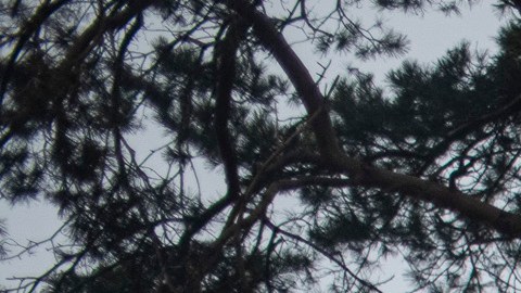 Rusos abandonan el área de Kiev