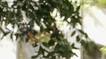 Autoridades arrestaron a un segundo sospechoso implicado en el tiroteo del domingo en Sacramento