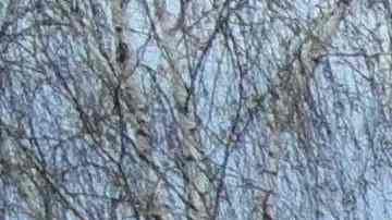 El alcalde ya había adelantado que se había encontrado una fosa común de unos 30 metros de extensión cavada por las tropas rusas a unos 20 kilómetros de la ciudad.